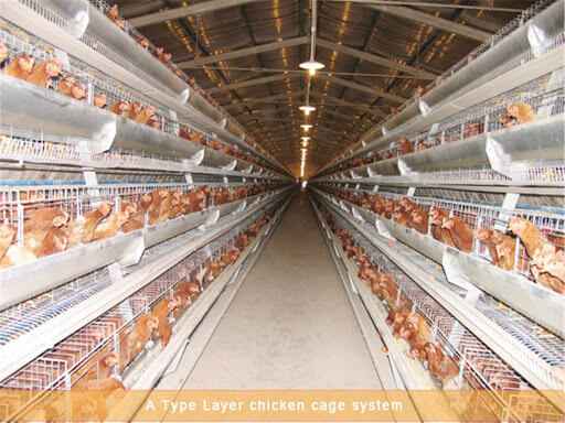 Business Of लेयर मुर्गी पालन | Layer Poultry Farming In Hindi